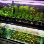 Breeding aquarium plants