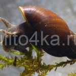 river snails in an aquarium