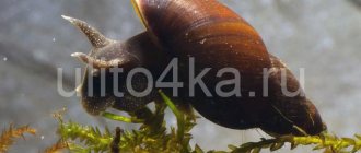 river snails in an aquarium