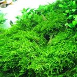 Christmas moss in an aquarium with fish