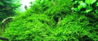 Christmas moss in an aquarium with fish