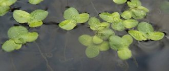 Duckweed is found in any stagnant bodies of water