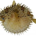 hedgehog fish