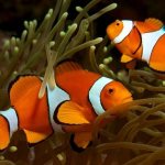 Рыба-клоун-Описание-особенности-виды-образ-жизни-и-среда-обитания-рыбы-клоун-16