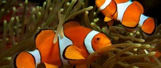 Рыба-клоун-Описание-особенности-виды-образ-жизни-и-среда-обитания-рыбы-клоун-16