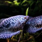 The marbled gourami fish is an artificially bred species from the labyrinth family