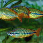 Rainbow fish. A flock of rainbows in an aquarium 