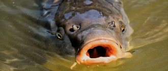 Fishes of the carp family: list of species of freshwater commercial fish