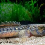 The strangest and most unusual aquarium fish description with photos. Goby dragon 