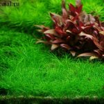 Sitnyag tiny photo. Ground cover aquarium plants 