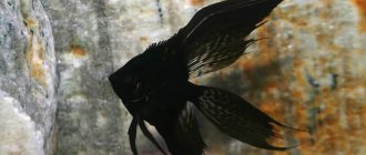 Angelfish black veil photo
