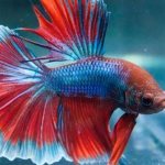 How long do betta fish live at home, determine the age, choose the right fish