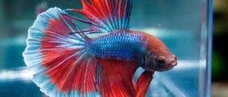 How long do betta fish live at home, determine the age, choose the right fish