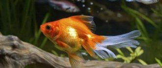 How long do fish live in an aquarium? read the article