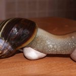 Death of the Achatina snail: the main reasons, what to do and how to help it