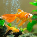 Keeping and caring for goldfish is not difficult even for a novice aquarist