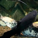 Clarius catfish (Clarius): contents, types (spotted, marbled, Anglo), with whom the catfish gets along in the aquarium, photo