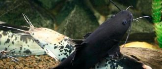 Сом клариус (клариус): содержание, виды (пятнистый, мраморный, ангослький), с кем уживается сомик в аквариуме, фото
