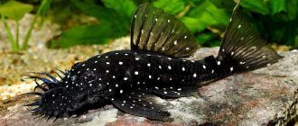 Catfish stuck: aquarium suckers Ancistrus, Sturisoma and Glyptopericht and rules for their maintenance