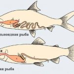The structure of the digestion of predatory and herbivorous fish