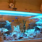 Dry indoor aquarium