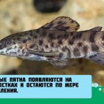 Tarakatum keeping and caring for catfish: difference between male and female fish, reproduction (breeding) at home, spawning, compatibility, description, photo