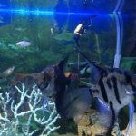 Dark angelfish in an aquarium