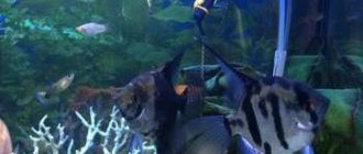Dark angelfish in an aquarium