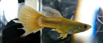 Guppy has fin rot, what to do, how to treat in a community aquarium
