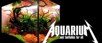 Killer FILTRATION AND AERATION OF AQUARIUM with plants, BEST FILTERS for a 300 liter aquarium
