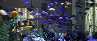 caring for aquarium fish