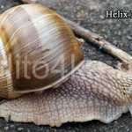 street snail helix pomatia