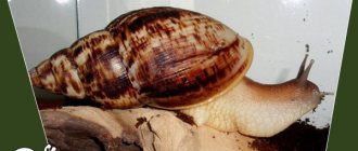 Snail Achatina reticulata