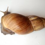 Snail with clean healthy shell