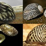 Thesodoxus snail