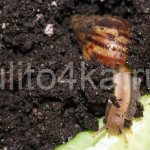 snail burrows into the ground