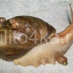 Achatina snails