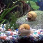 Snails are able to maintain water in ideal condition in all respects