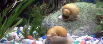 Snails are able to maintain water in ideal condition in all respects