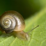 Snails in an aquarium: trouble or blessing?