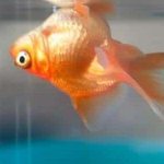 Fish die in an aquarium: why they die (reasons), what needs to be done, prevention
