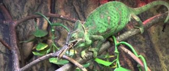 Under natural conditions, a chameleon&#39;s diet consists of various living creatures that they can catch with their tongue.