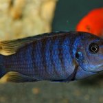 The average lifespan of cichlids in an aquarium is 8–10 years.