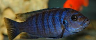 The average lifespan of cichlids in an aquarium is 8–10 years.