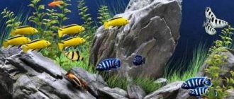 cichlid species aquarium