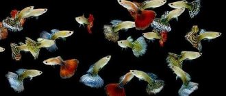 Types of guppies (varieties, breeds and names): by color (red and royal, blue, yellow, orange), veil-tailed, scarlet