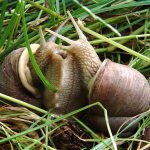 grape snails breeding at home
