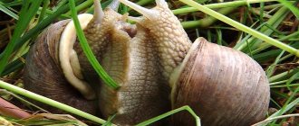grape snails breeding at home