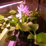 water hyacinth