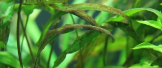 Algae in the aquarium - how to get rid of it, fight it